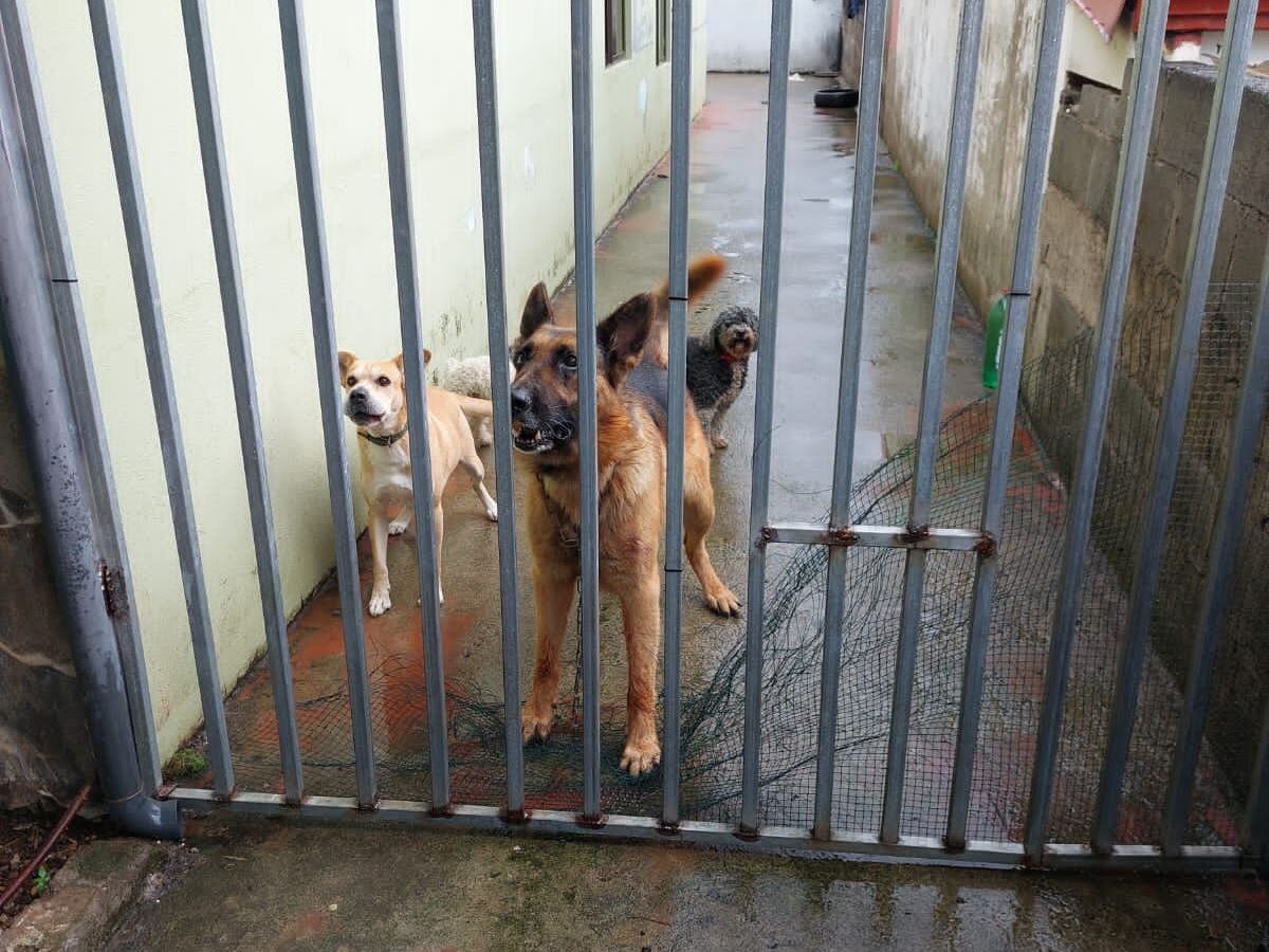 se deben sacrificar los perros agresivos